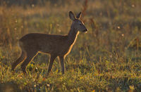 Roe Deer - Estonia´s most common ungulate.