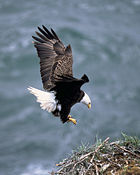 The bald eagle has been the national bird of the United States since 1782