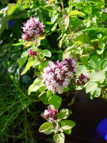 Image:ChristianBauer flowering oregano.jpg