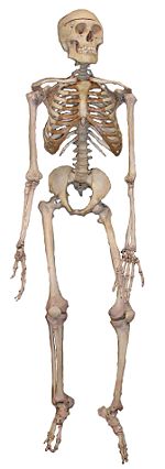 A full articulated human skeleton used in education
