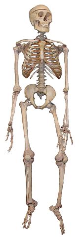 Image:Skeleton2.jpg