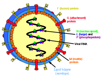 Structure of henipaviruses