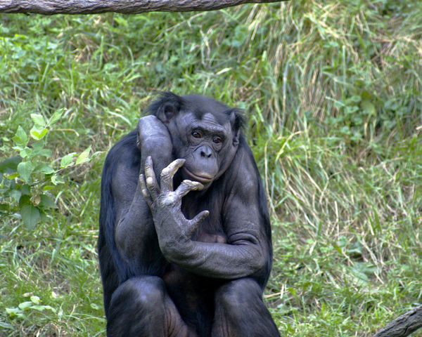 Image:Bonobo 009.jpg