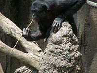 Bonobo fishing for termites