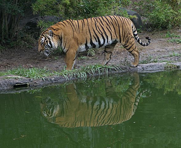 Image:Indochinese Tiger.jpg