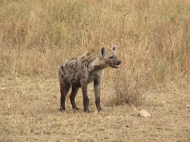 Image:HyenaTanzania.JPG