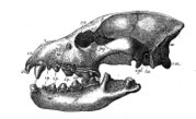 Skull of Hyaena eximia.