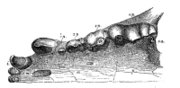 Lower jaw of Hyaena eximia.
