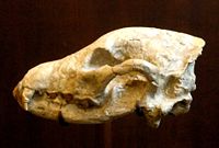 Skull of Ictitherium viverrinum"American Museum of Natural History"