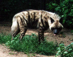Striped Hyena, Hyaena hyaena