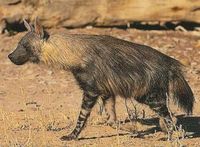 Brown Hyena Parahyaena brunnea.