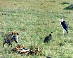 Hyena in Masai Mara, Kenya is feeding on zebra carcass
