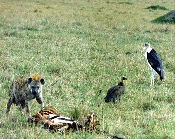 Image:Hyena in masai mara.jpg