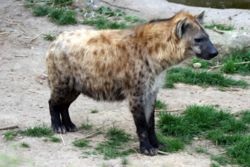 Spotted Hyena, Crocuta crocuta, inhabits most of Africa.