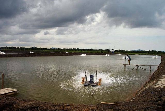 Image:Shrimp pond with aerator.jpg