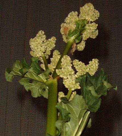 Image:Rhubarb flower.JPG