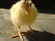 A young turkey, also called a 'poult'.