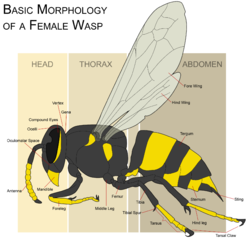 The basic morphology of a female yellowjacket wasp