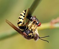 Sand wasp (Bembix oculata, family Crabronidae) removing body fluids from a fly after having paralysed it with the sting