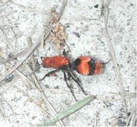 A "velvet ant"; a flightless wasp in the family Mutillidae