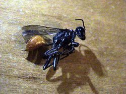 A sphecid wasp from California
