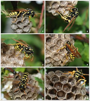 A young paper wasp queen founding a new colony