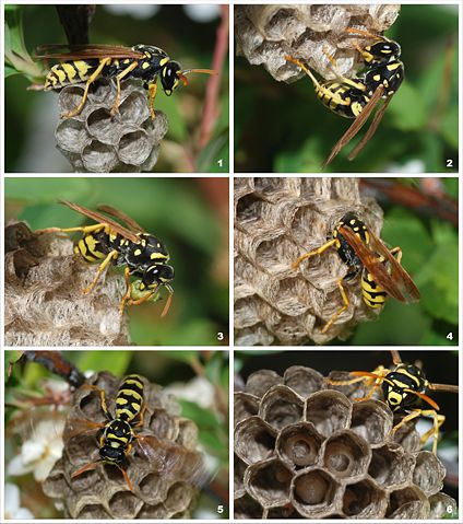 Image:Wasp colony.jpg
