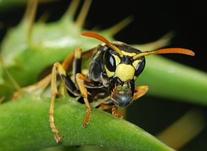 European paper wasp (Polistes dominula) evaporating water from a regurgitated droplet to cool itself