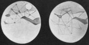 Mars sketched as observed by Lowell sometime before 1914. (South top)