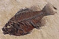 Eocene fossil fish Priscacara liops from Green River Formation of Utah