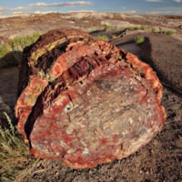 Petrified wood. The internal structure of the tree and bark are maintained in the permineralization process.