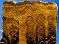 Lower Proterozoic Stromatolites from Bolivia, South America