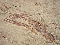 Fossil shrimp (Cretaceous)