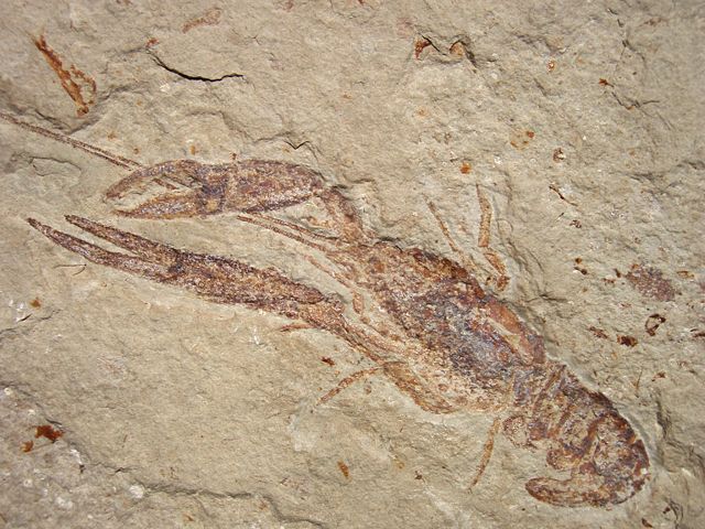 Image:Fossil shrimp.jpg