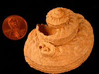 A fossil gastropod from the Pliocene of Cyprus. A serpulid worm is attached.