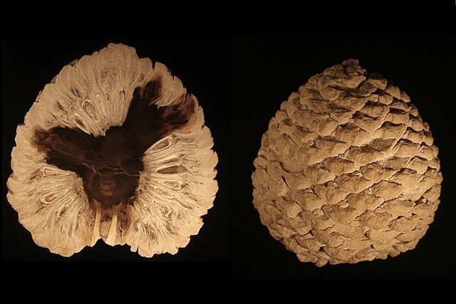 Image:Petrified Araucaria cone from patagonia-Edit3.jpg