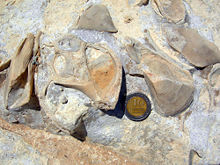 Gastropod and attached mytilid bivalves on a Jurassic limestone bedding plane in southern Israel.