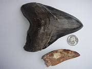 Megalodon and Carcharodontosaurus Teeth.  The Charcharodontosaurus tooth was found in the Sahara Desert.