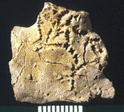 The star-shaped holes (Catellocaula vallata) in this Upper Ordovician bryozoan represent a soft-bodied organism preserved by bioimmuration in the bryozoan skeleton.