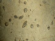 Microfossils about 1/2 mm each
