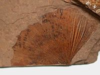 Ginkgo adiantoides Eocene fossil leaf from the Tranquille Shale of British Columbia, Canada.