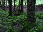 Moss in the Allegheny National Forest, Pennsylvania, USA.