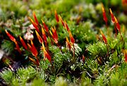 Red moss capsules, a winter native of the Yorkshire Dales moorland.