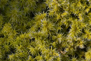 A closeup of moss on a rock