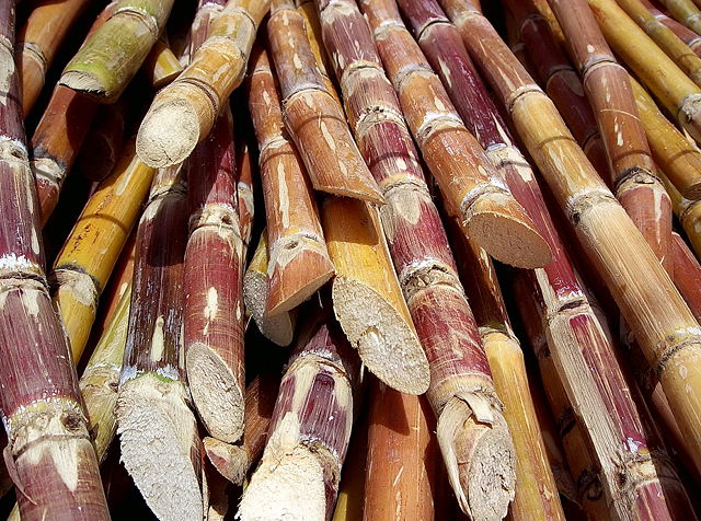 Image:Cut sugarcane.jpg