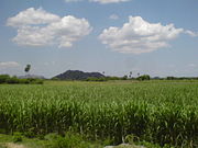 Sugarcane field in India.