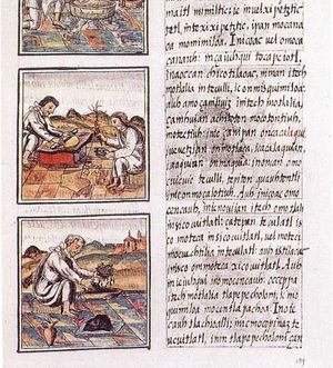 Page 51 of Book IX from the Florentine Codex.  The text is in Nahuatl written with a Latin script.