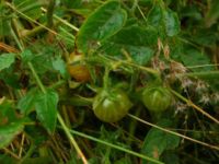 The tomato is native to Mexico and the Aztecs called the red variety "xitōmatl" whereas the green Currant tomato was called "tōmatl" – the source for the English word "tomato".