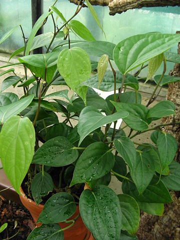 Image:Piper cubeba muda.jpg