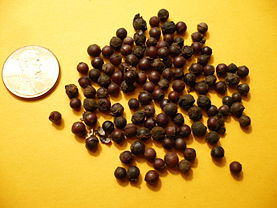Dried cubeb berries